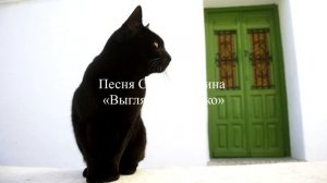 Мария Горбань не похожа на эту кошку