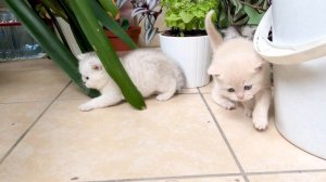 Котята гуляют на балконе первый раз.