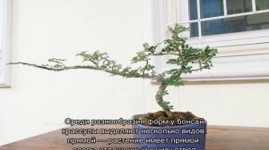 Бонсай из денежного дерева своими руками