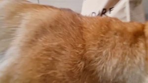 автоматическая кормушка для собаки