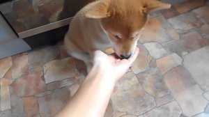 Сиба ину