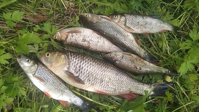 Голавль на речке Оскол смотреть онлайн