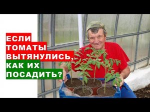 Если рассада помидоров вытянулась, как их правильно посадить?