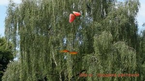 Береза повислая (betula pendula) ? повислая береза обзор: как сажать, крупномеры, саженцы березы