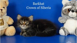 Сибирский мальчик Barkhat Crown of Siberia, 1,5 месяца, окрас черный мраморный