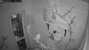 Сова сплюшка Малинка просит гусеничку у Труня