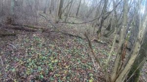 Охота в Беларуси на лося с русско-европейскими лайками |Hunting for moose with Russian huskies