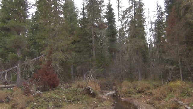 1 Серия Птица Копалуха на дороге, река Огня, вода Маленькая видно по пню, ручей Пихтовый к Сухой Пит