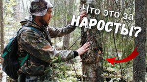 Что такое чага, трутовик и сувель