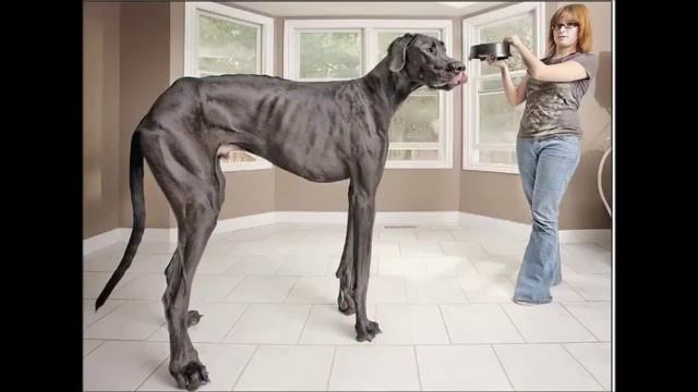 Необычные рекорды гиннеса№1 YouTube смотреть онлайн