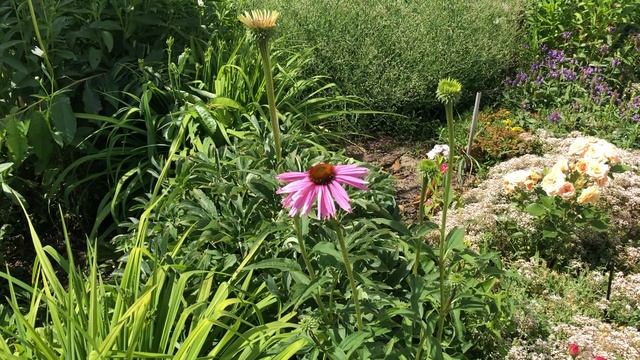 Heat and drought tolerant plant: Echinacea Magnus смотреть онлайн