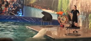 Морские котики играют с мячиком