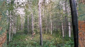 ГУЛАГ стройка 503