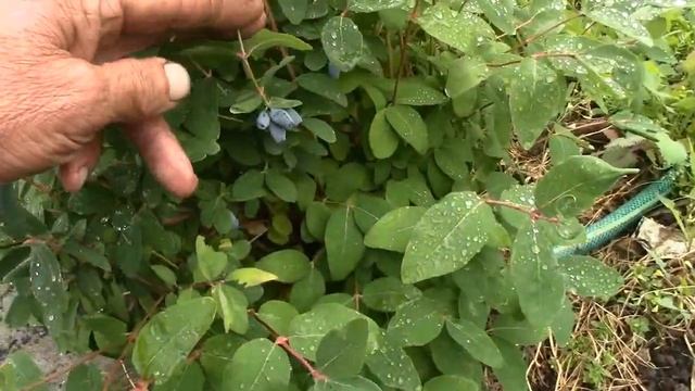 ЛЕТО. О жимолости. смотреть онлайн