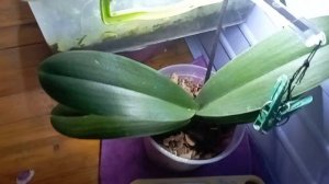 причина  фузариоза на орхидеи