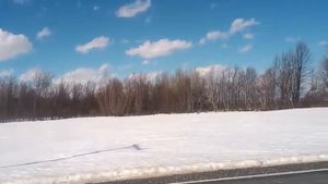 Дикие индюки в Канаде видео без выстрела