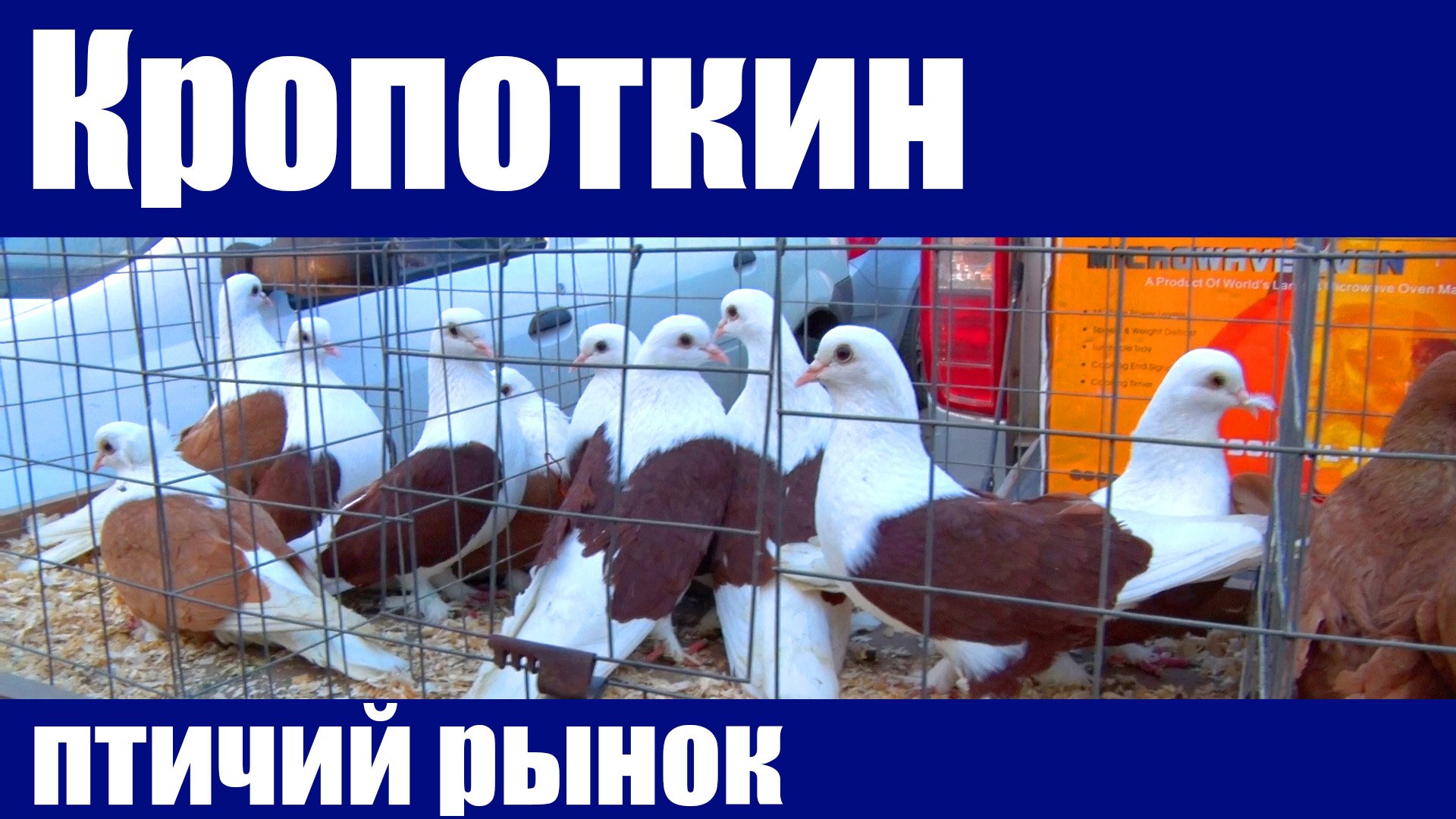 Голуби в кропоткине. Птичий рынок в Кропоткине. Ярмарка голубей в Кропоткине. Выставка голубей. Выставка голубей в Кропоткине.