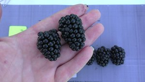ГАЙ раннеспелый очень вкусный сорт ежевики