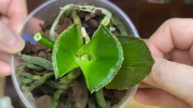 Орхидеи / Замороженная орхидея / Пират Пикоти бабочка . Часть 2 20 ноября 2022 г. смотреть онлайн