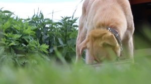 Как живется в деревне пока нет света?