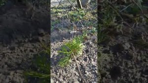 Как вырастить ТУЮ из Веточки в домашних условиях?Посадил и забыл