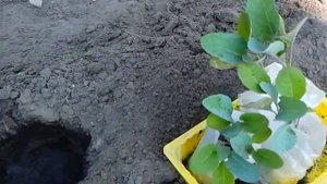 ЗАЩИТА КАПУСТЫ ОТ МЕДВЕДКИ ! БРОККОЛИ, ЦВЕТНАЯ КАПУСТА