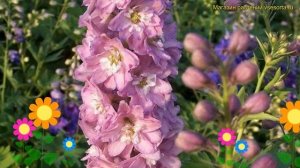 Ель итогибридный. Краткий обзор, описание delphinium мэджик фонтейн черри блоссом вайт би