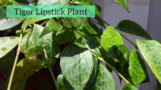 Fast Growing Hanging plants in Malayalam||15 types of hanging plants with name || Propogation & Car смотреть онлайн