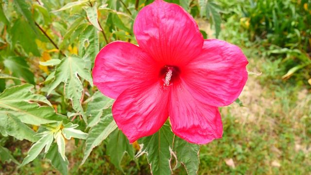 Гортензия и хибискус. смотреть онлайн