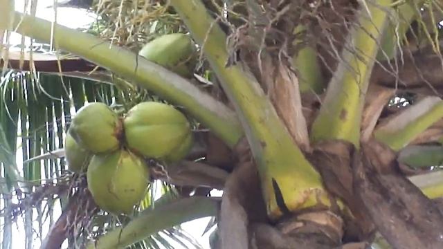 Кокосовая пальма на Кубе, в Варадеро смотреть онлайн