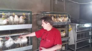 Разведение и реализация бройлерных кур от А до Я