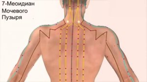 ЧУДЕСНЫЕ ПАРНЫЕ МЕРИДИАНЫ НАШЕГО ТЕЛА.