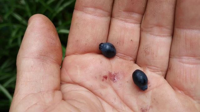Myrtus Communis (Myrtle Fruit)