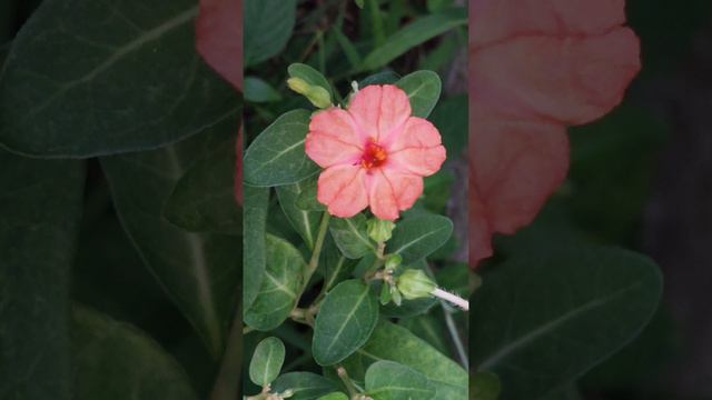 Mirabilis Flower- Light Orange