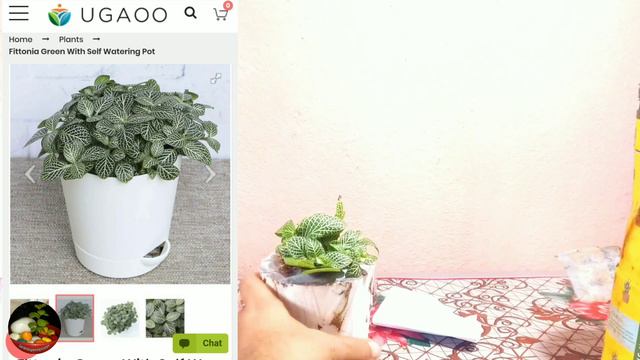 Fittonia Plant Unboxing || Ugaoo.com Plant Unboxing || Nerve Plant