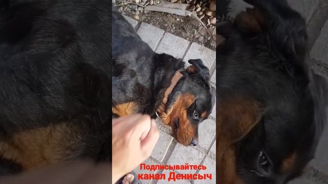 что делать когда собака не слушается? смотреть онлайн