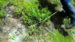 Охота на Куропатка Кеклик в Таджикистане 2022 Шикори Модкабк 2022 Keklik Partridge