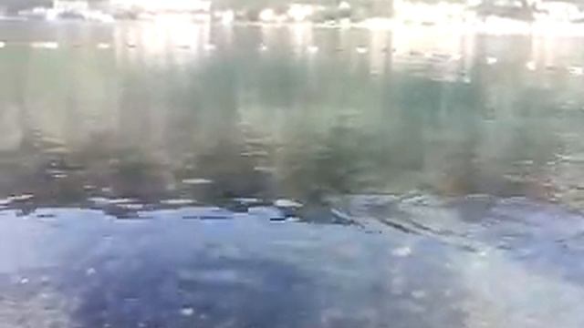 Серая утка рыбачит на городском пляже в Которе смотреть онлайн