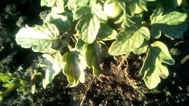 сорт помидора карликовый пиноккио смотреть онлайн