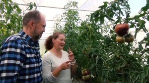 Томаты для теплицы. Настоятельно рекомендуем! Не пожалеете!