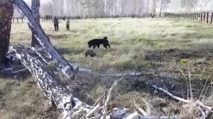 ВСЛ Тунгус, в/барсук д.I ст., вл. Халимжан, Омская обл.