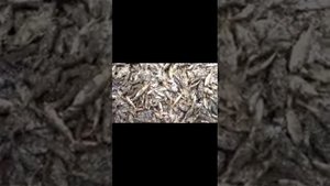 Томская область, с. Бушуево, Рыбалка-Ужас !