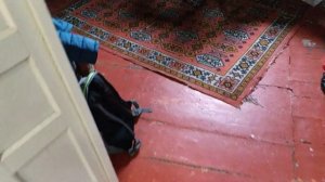 отпугиватель vs. кошка