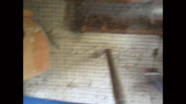 Java sparrow Family Breeding | Java Sparrow Family ? #parrot #youtube #finches смотреть онлайн