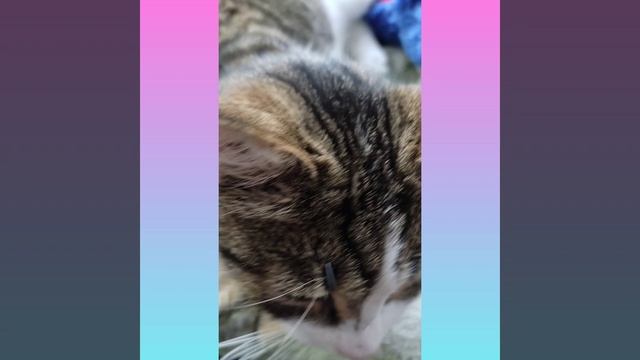 Кошка