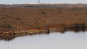 Дикий гусь на болоте Целау