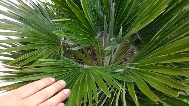 Chamaerops Humilis Vulcano Fan Palm in shade uk my walled garden Mediterranean plant