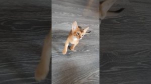 Абиссинские котята 2 месяца