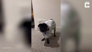 Making RAINCOAT For Dog From PLASTIC BAG (Pawsome Pets)