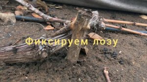 Укрываем виноград на зиму. Самый простой и эффективный способ, который используем в нашем питомнике